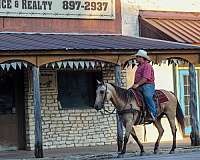 trail-quarter-horse