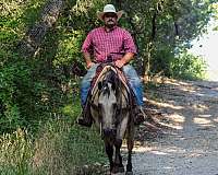 husband-safe-quarter-horse