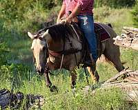 ranch-quarter-horse