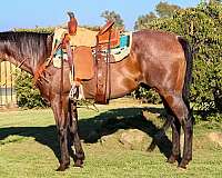 bay-roan-none-horse