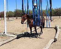 ranch-work-quarter-horse