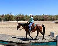 trail-quarter-horse