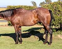 ranch-quarter-horse