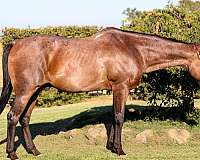 ranch-versatility-quarter-horse