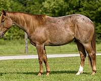 ranch-work-quarter-horse