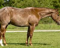 red-roan-blaze-horse