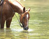 family-horse-quarter