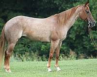 quarter-horse