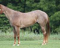 red-roan-dark-points-horse