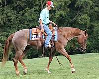 family-horse-quarter