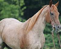 ranch-work-quarter-horse