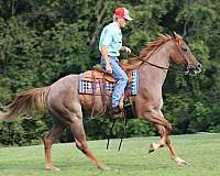 trail-quarter-horse