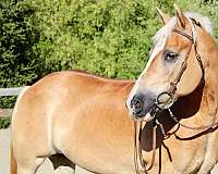 beginner-safe-quarter-horse