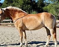 quarter-horse