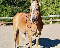 ranch-work-quarter-horse