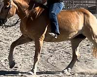 trail-quarter-horse