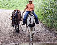 family-horse-quarter