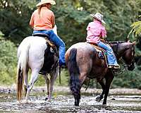 ranch-work-quarter-horse