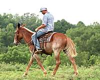 draft-quarter-horse