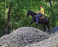 family-horse-quarter