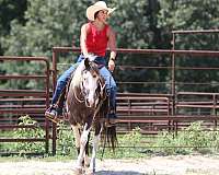 ranch-work-quarter-horse