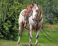 ranch-work-quarter-horse