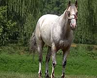 athletic-quarter-horse