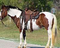 chestnut-blanket-horse