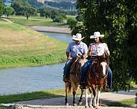 beginner-safe-quarter-horse