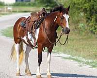 quarter-horse