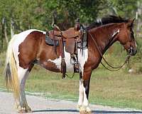 ranch-work-quarter-horse