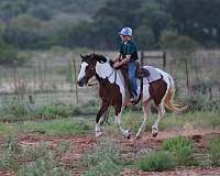 family-horse-quarter