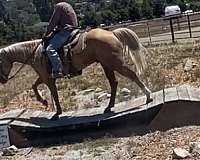 beginner-safe-quarter-horse