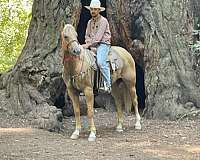 family-horse-quarter