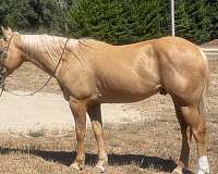 palomino-sock-horse