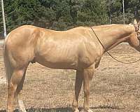 quarter-horse