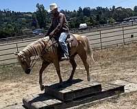 ranch-work-quarter-horse