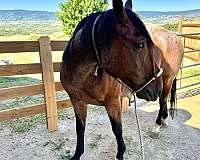 horsemanship-gelding