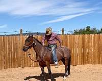 horsemanship-horse