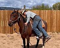 15-hand-quarter-horse-gelding