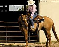 ranch-versatility-quarter-horse