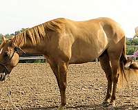 ranch-work-quarter-horse