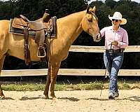 red-dun-quarter-horse-gelding