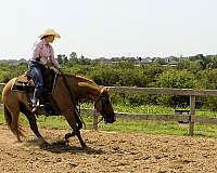 roping-quarter-horse