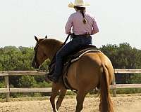 working-cow-quarter-horse