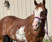 cowboy-mounted-shooting-quarter-horse