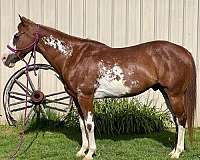 athletic-quarter-horse