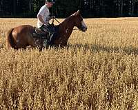 cutting-quarter-horse