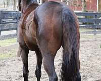 thoroughbred-horse-for-sale