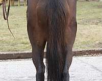 dressage-mare